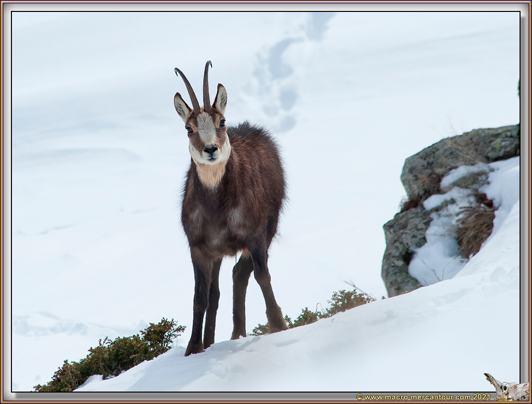 CHAMOIS